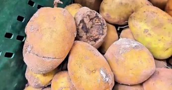 Market raflarında tarihi geçmiş tavuk ve içecek alarmı