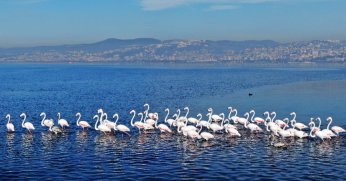 Nesli tükenme tehlikesiyle karşı karşıya kalan kuşlar bile İzmit Körfezi'ni seçti