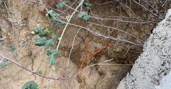 Fidan dikimi sırasında insan kafatası ve kemik parçaları bulundu