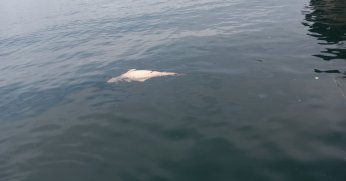 Kocaeli'de kıyıya sürüklenen ölü yunus görüntülendi