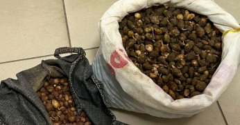 Nesli tehlike altındaki bitkinin yumrularını söken kişiye yarım milyonluk ceza