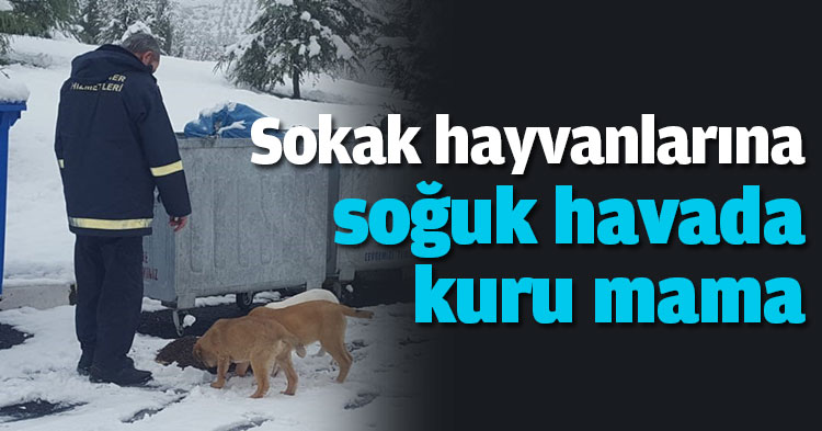 Sokak hayvanlarına soğuk havada kuru mama