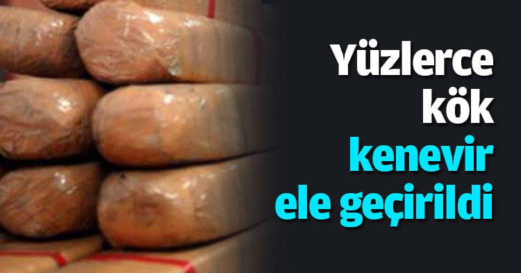 Yüzlerce kök kenevir ele geçirildi
