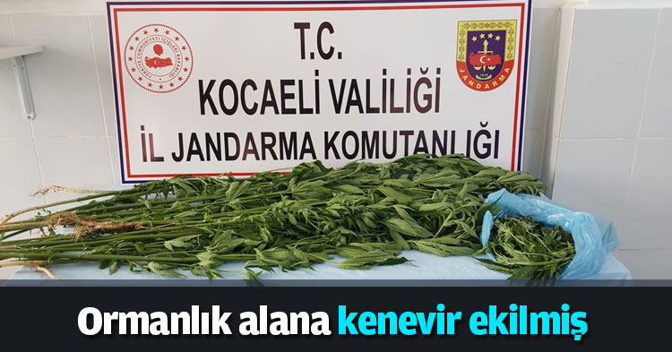 Ormanlık alana ekilmiş kenevir bulundu