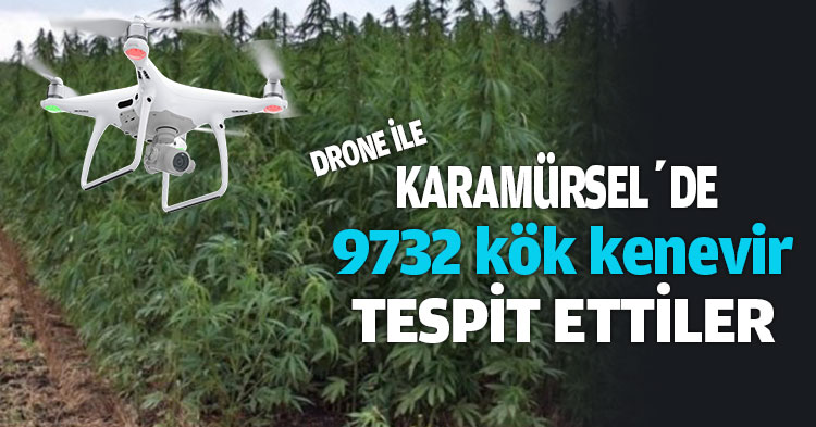 DRONE İLE KARAMÜRSEL'DE 9732 KÖK KENEVİR TESPİT ETTİLER