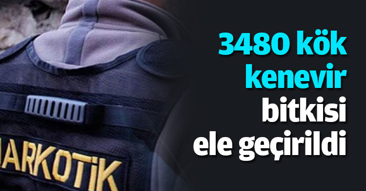 3480 kök kenevir bitkisi ele geçirildi