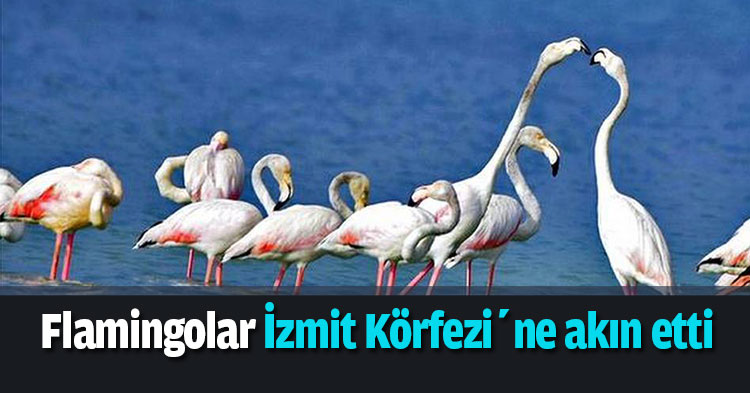 Flamingolar İzmit Körfezi’ne akın etti
