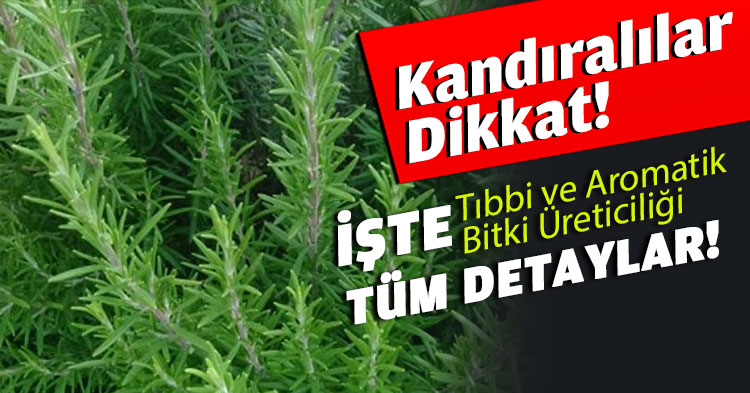 Alım garantili ‘Tıbbi ve Aromatik Bitki Üreticiliği’ başvuruları başladı