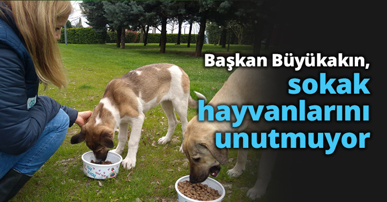 Başkan Büyükakın, sokak hayvanlarını unutmuyor