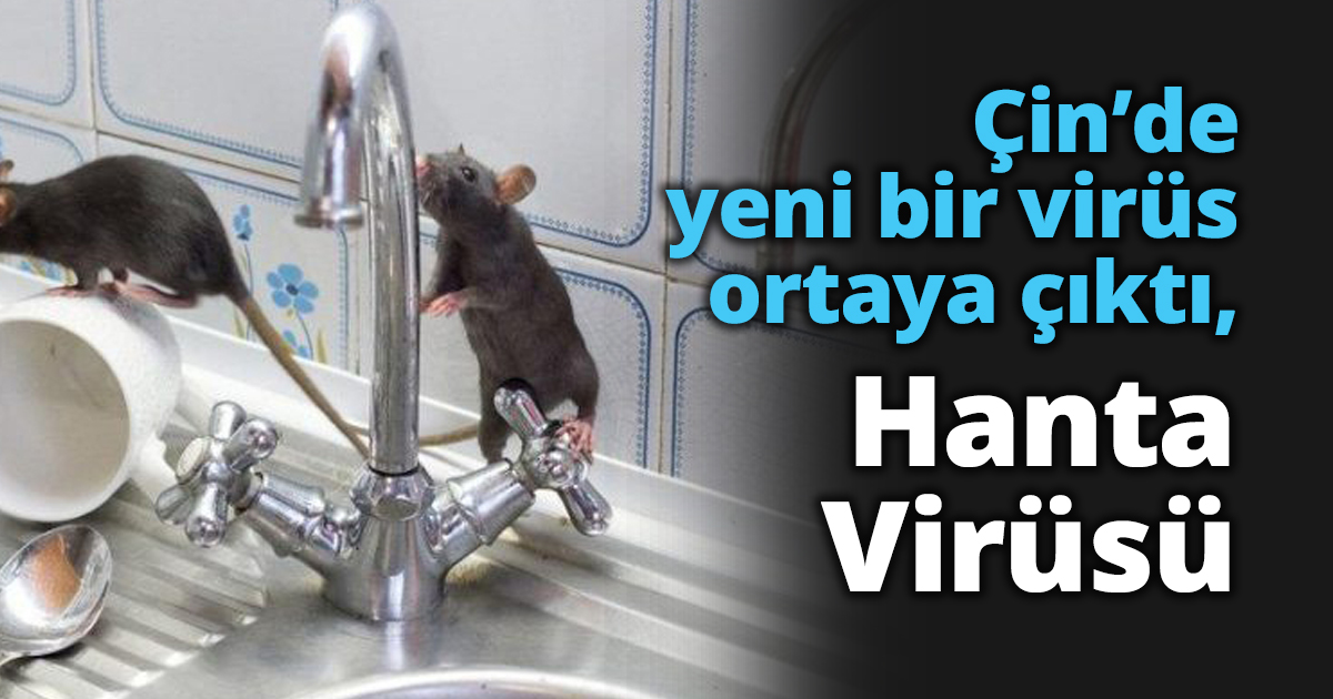 Çin’de yeni bir virüs ortaya çıktı, Hanta Virüsü