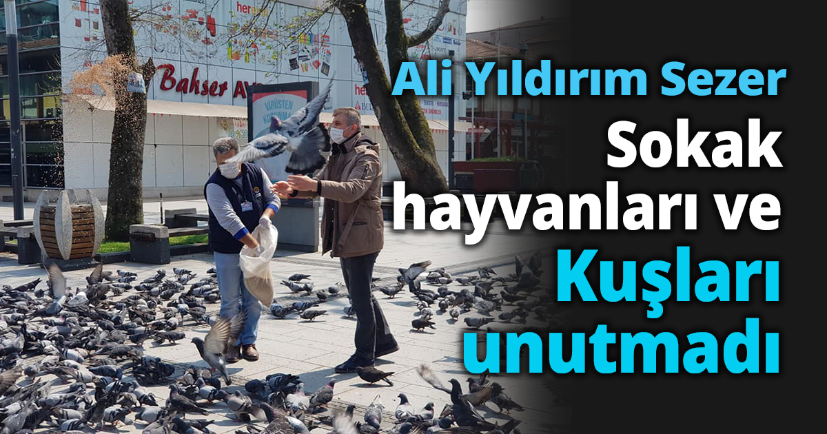 Sezer Sokak hayvanları ve kuşları unutmadı