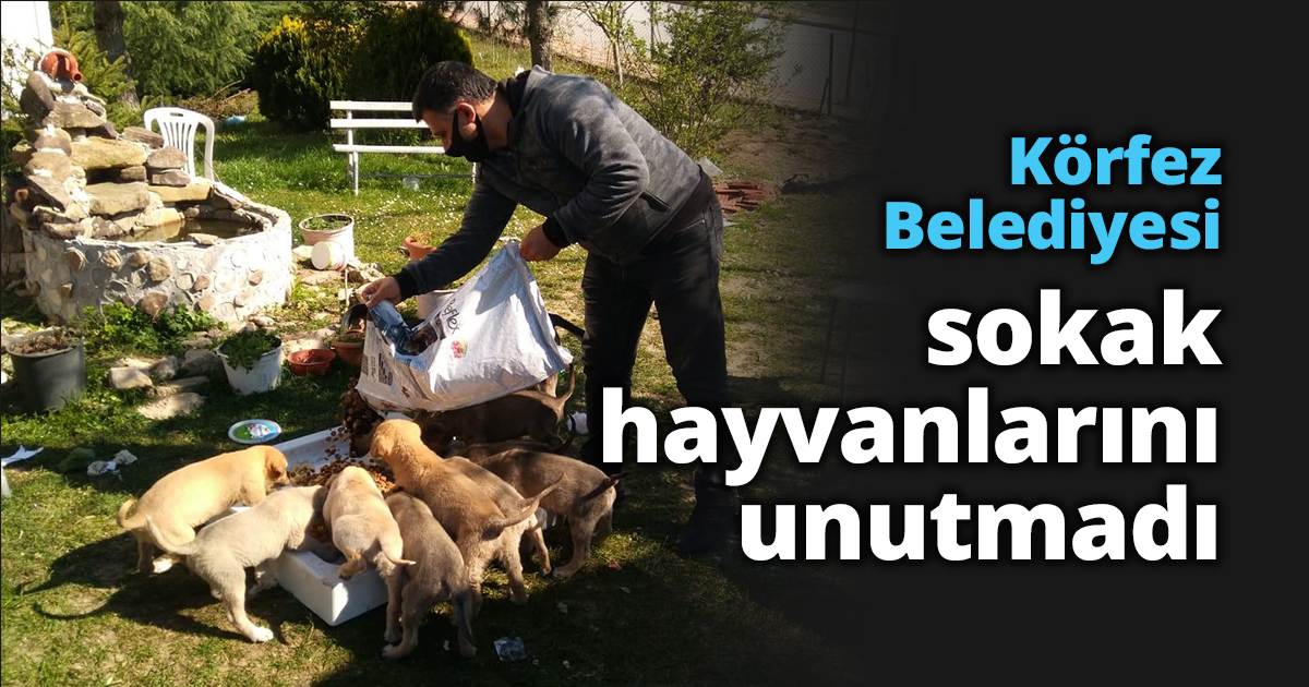 Körfez Belediyesi sokak hayvanlarını unutmadı
