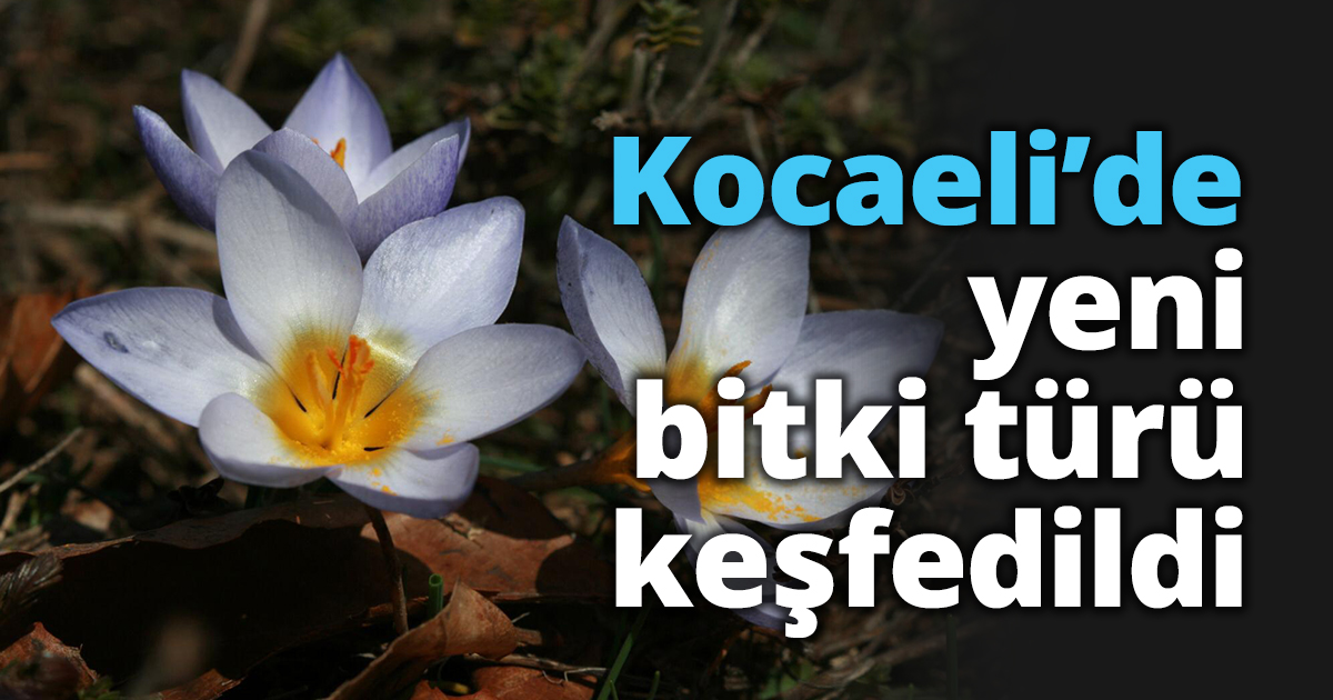 Kocaeli’de yeni bitki türü keşfedildi