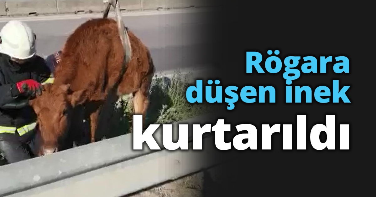 Rögara düşen inek kurtarıldı