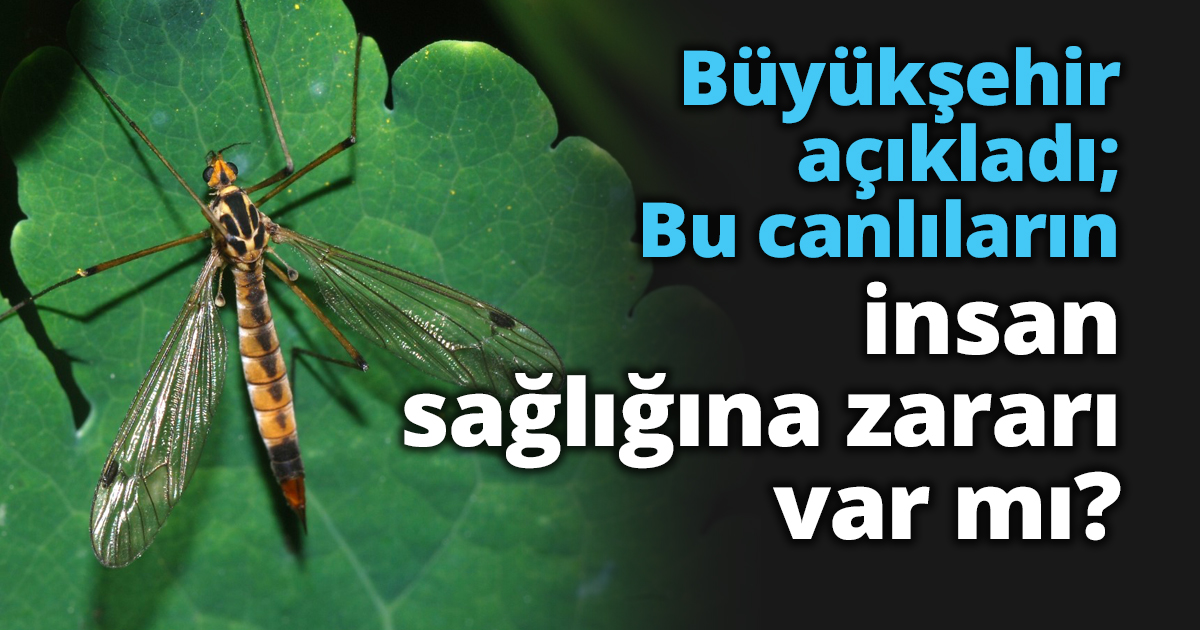 Büyükşehir açıkladı; Bu canlıların insan sağlığına zararı var mı?