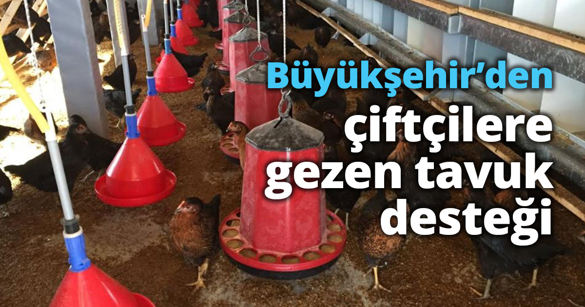 Büyükşehir’den çiftçilere gezen tavuk desteği