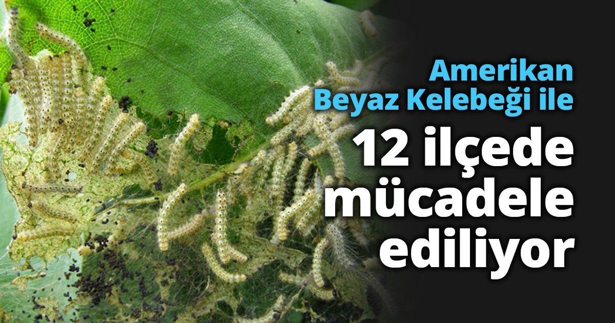  Amerikan Beyaz Kelebeği ile 12 ilçede mücadele ediliyor