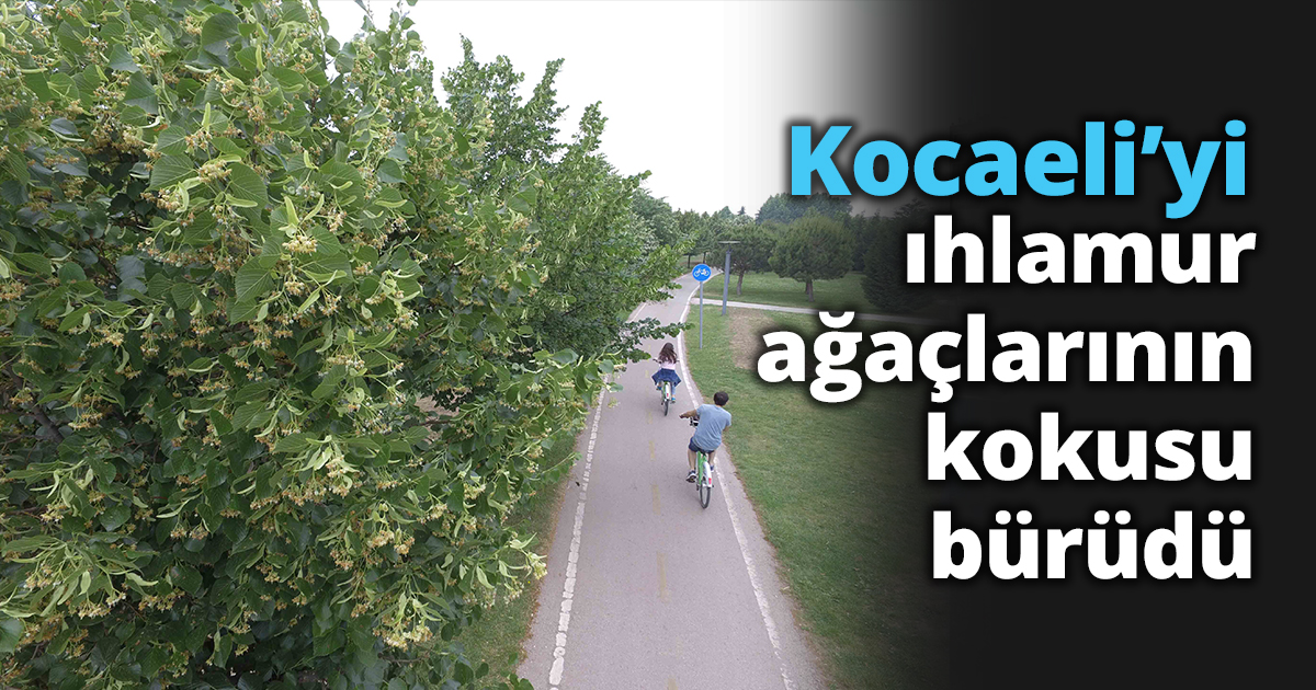 Kocaeli’yi ıhlamur ağaçlarının kokusu bürüdü