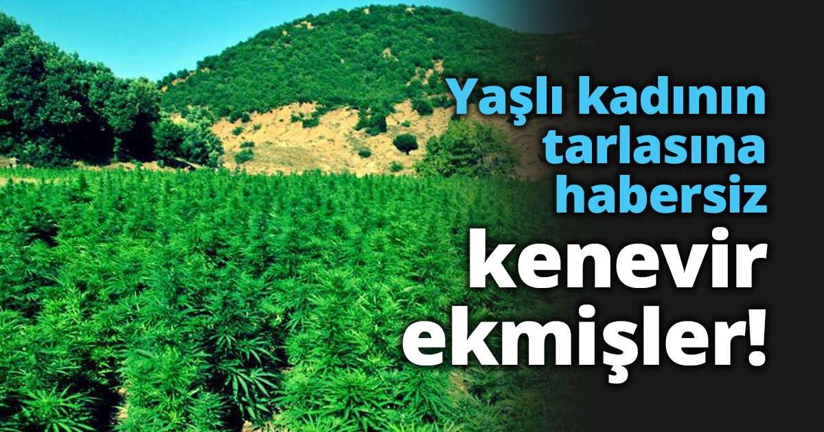 Yaşlı kadının tarlasına habersiz kenevir ekmişler!