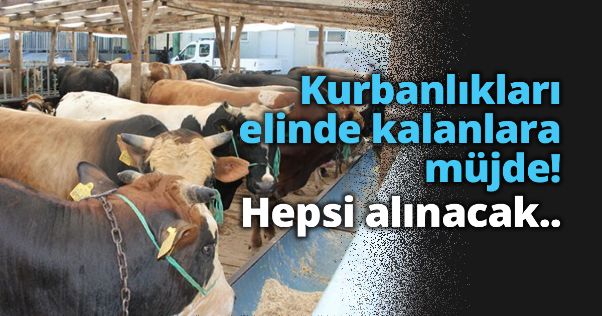 Kurbanlıkları elinde kalanlara müjde! Hepsi satın alınacak..