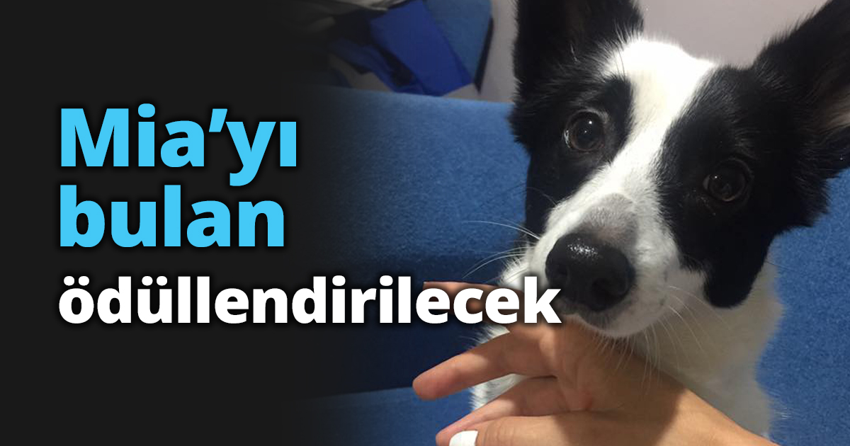 Mia’yı bulan ödüllendirilecek
