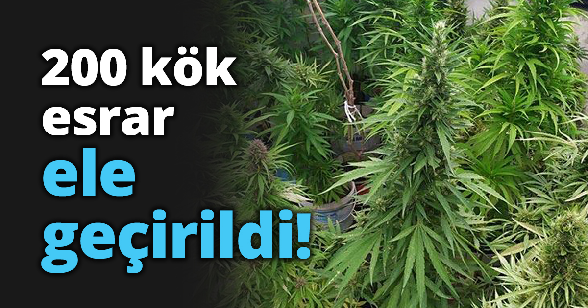 200 kök esrar ele geçirildi!