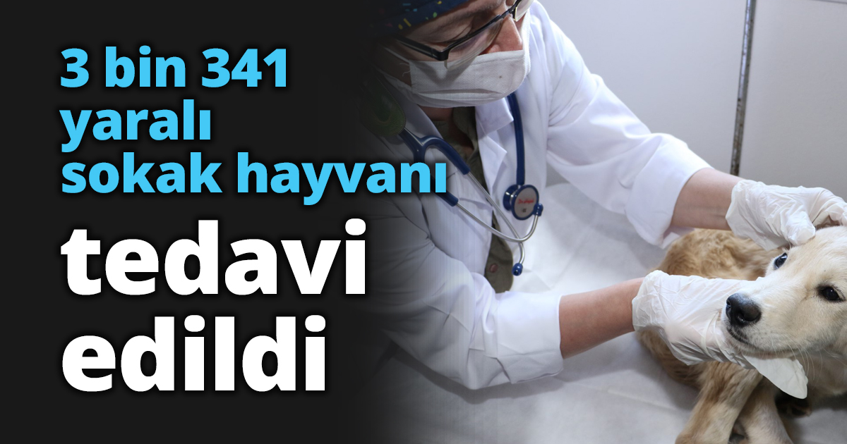 3 bin 341 yaralı sokak hayvanı tedavi edildi