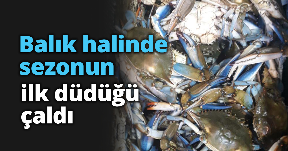 Balık halinde sezonun ilk düdüğü çaldı