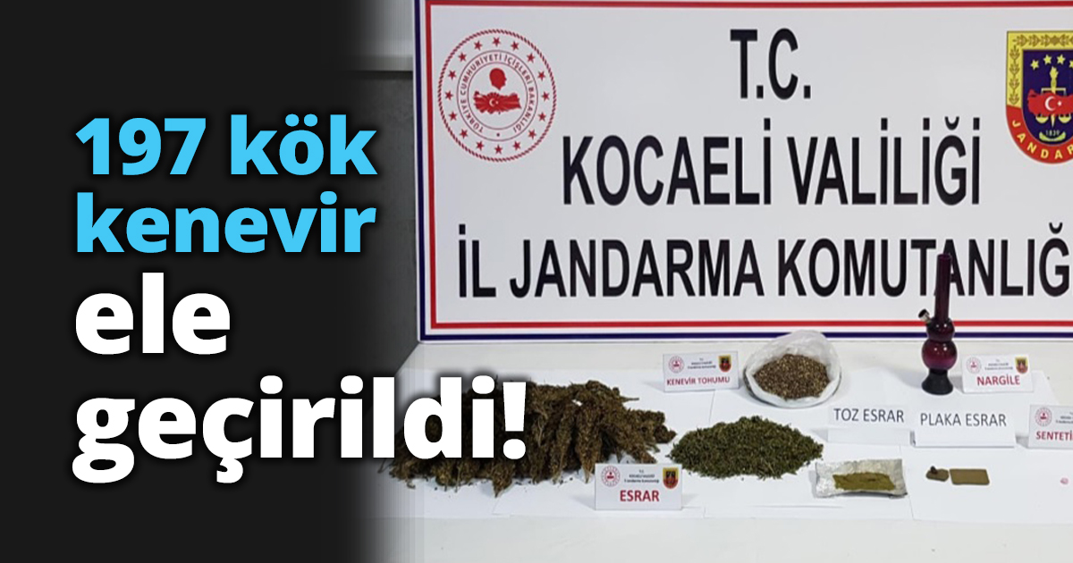 197 kök kenevir ele geçirildi!
