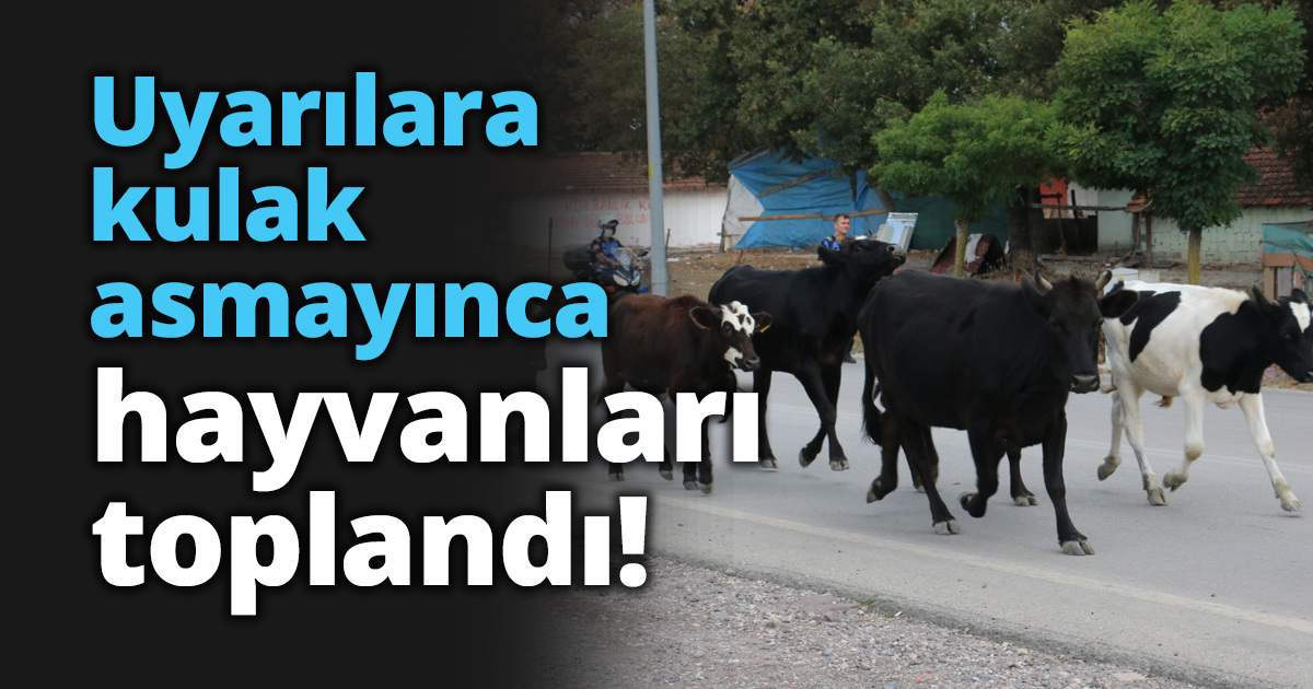 Uyarılara kulak asmayınca hayvanları toplandı!