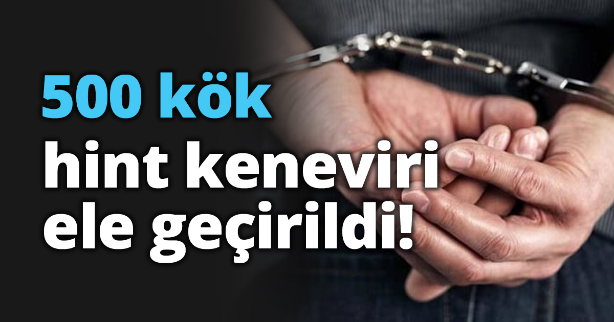 500 kök hint keneviri ele geçirildi!