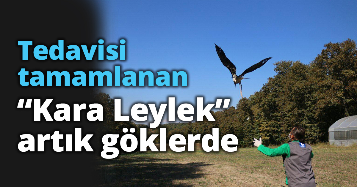Tedavisi tamamlanan “Kara Leylek”  artık göklerde
