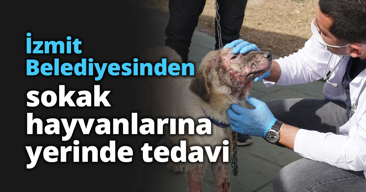 İzmit Belediyesinden sokak hayvanlarına yerinde tedavi