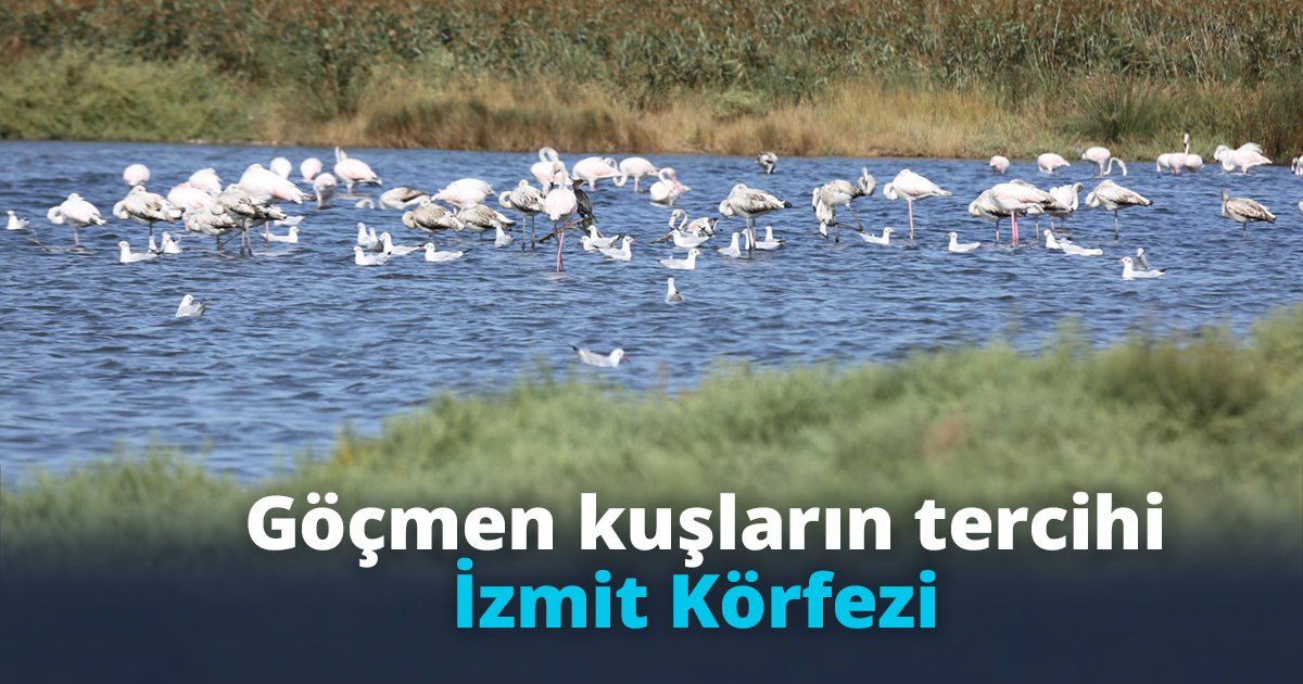 Göçmen kuşların tercihi İzmit Körfezi
