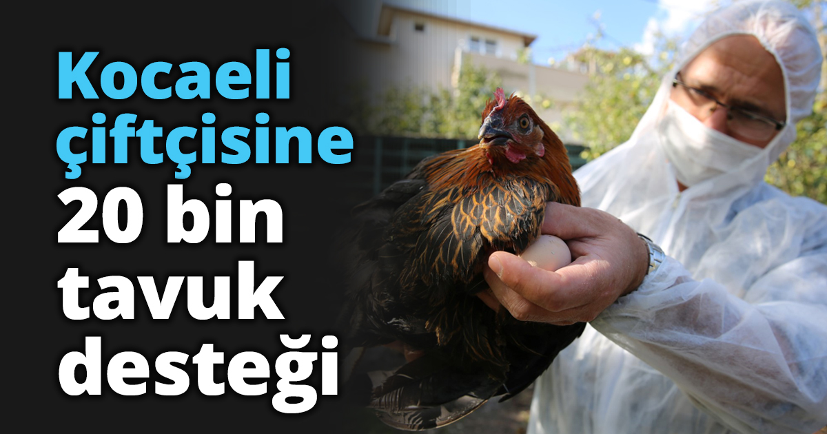 Kocaeli çiftçisine 20 bin tavuk desteği