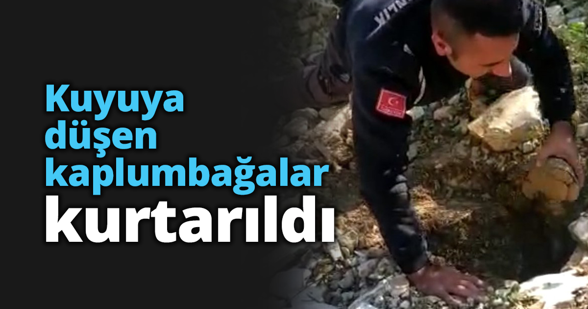 Kuyuya düşen kaplumbağalar kurtarıldı
