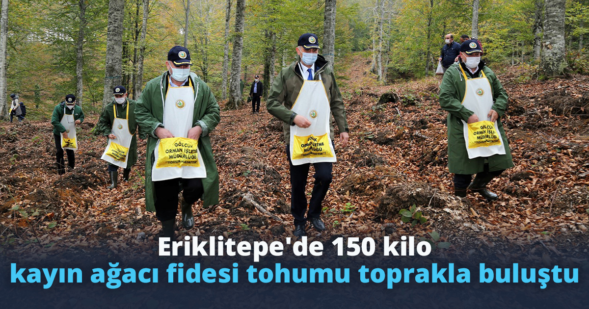  Eriklitepe'de 150 kilo kayın ağacı fidesi tohumu toprakla buluştu