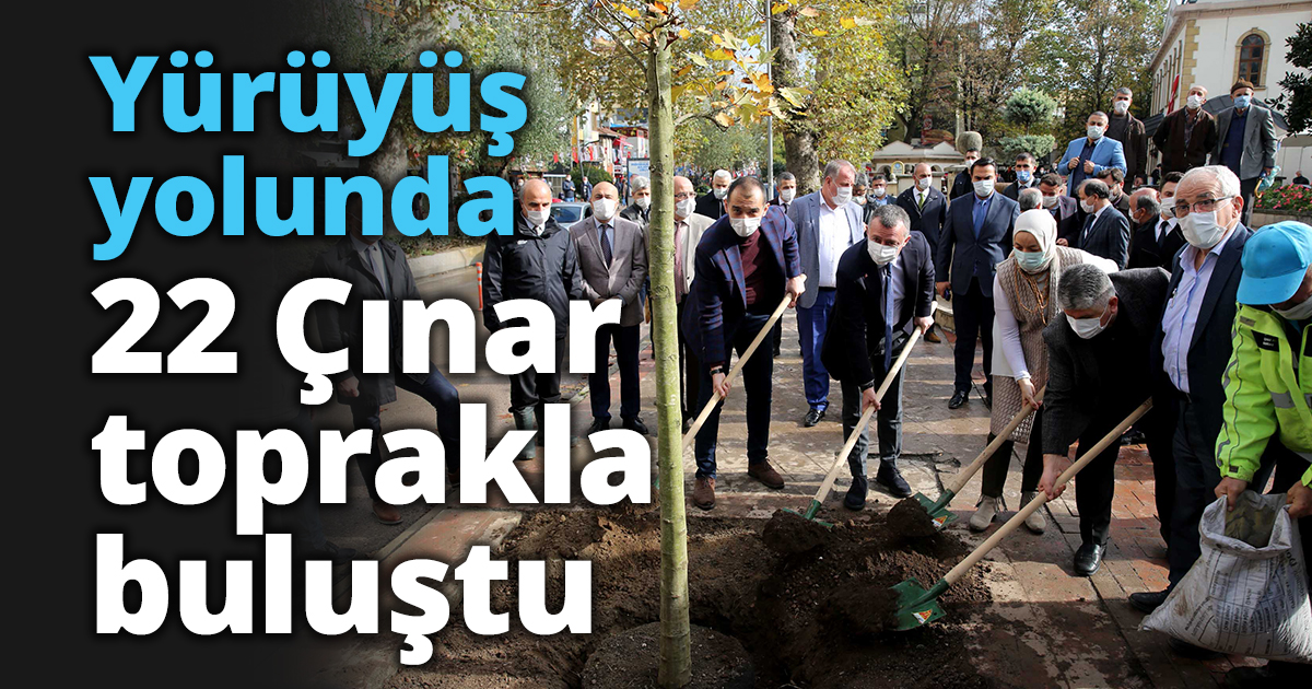 Yürüyüş yolunda 22 Çınar toprakla buluştu