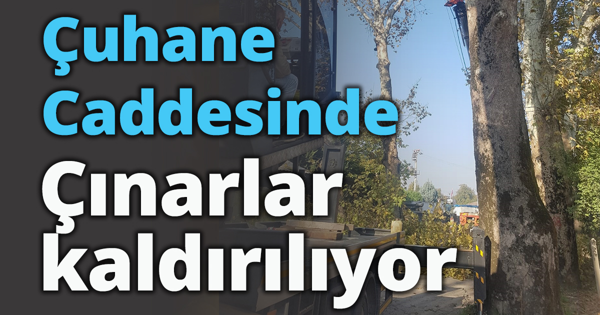 Çuhane Caddesinde  risk oluşturan 15  Çınar kaldırılıyor