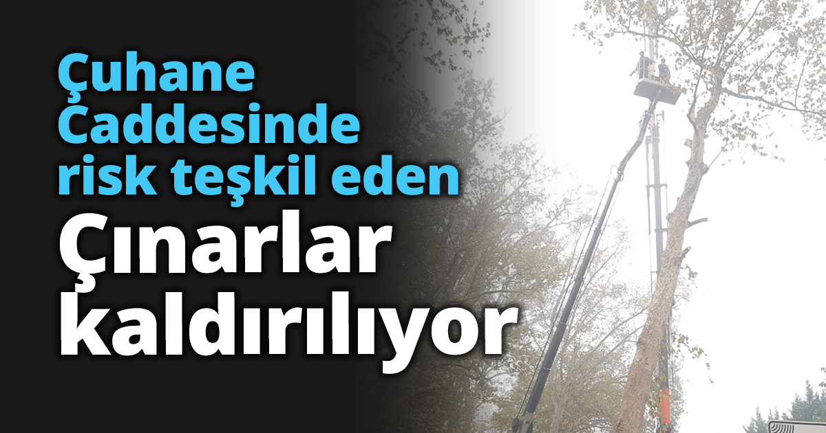Çuhane Caddesinde risk teşkil eden Çınarlar kaldırılıyor