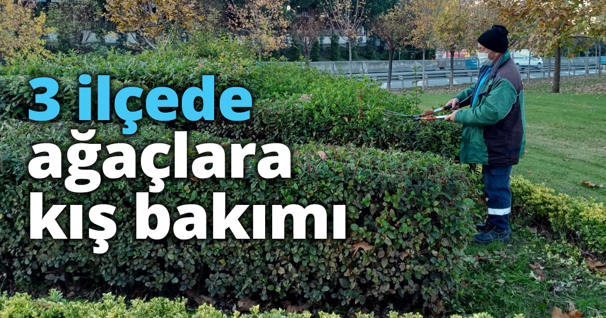 3 ilçede ağaçlara kış bakımı