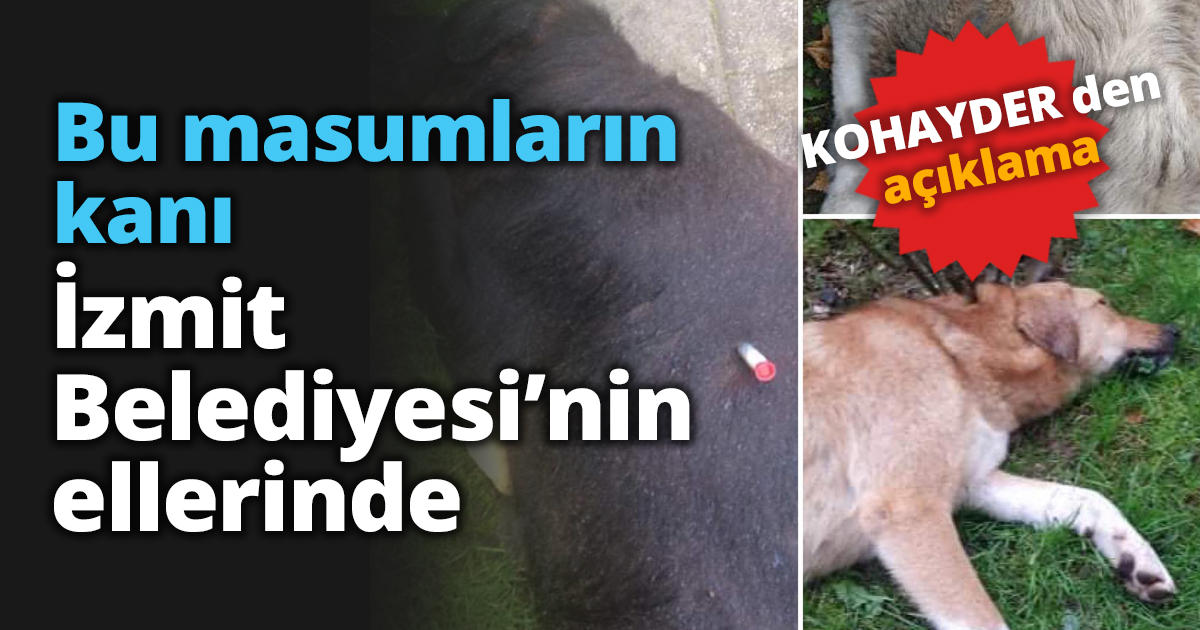 Bu masumların kanı İzmit Belediyesi’nin ellerinde