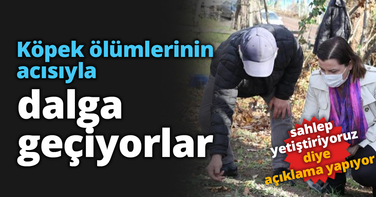 Köpek ölümlerinin acısıyla dalga geçiyorlar