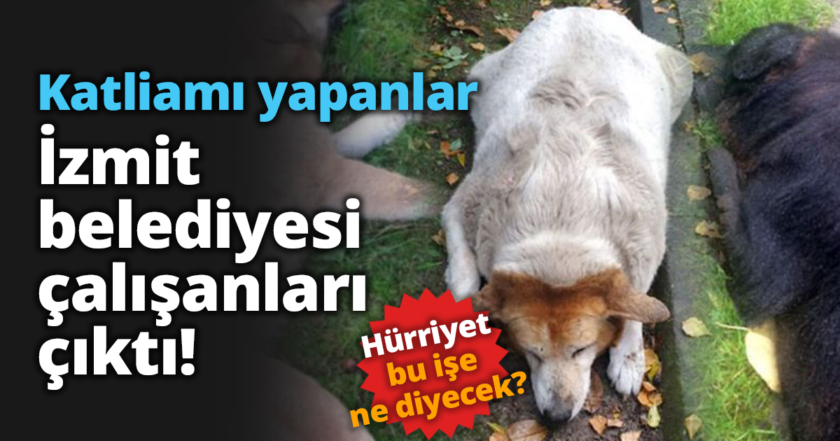 Katliamı yapanlar İzmit belediyesi çalışanları çıktı!
