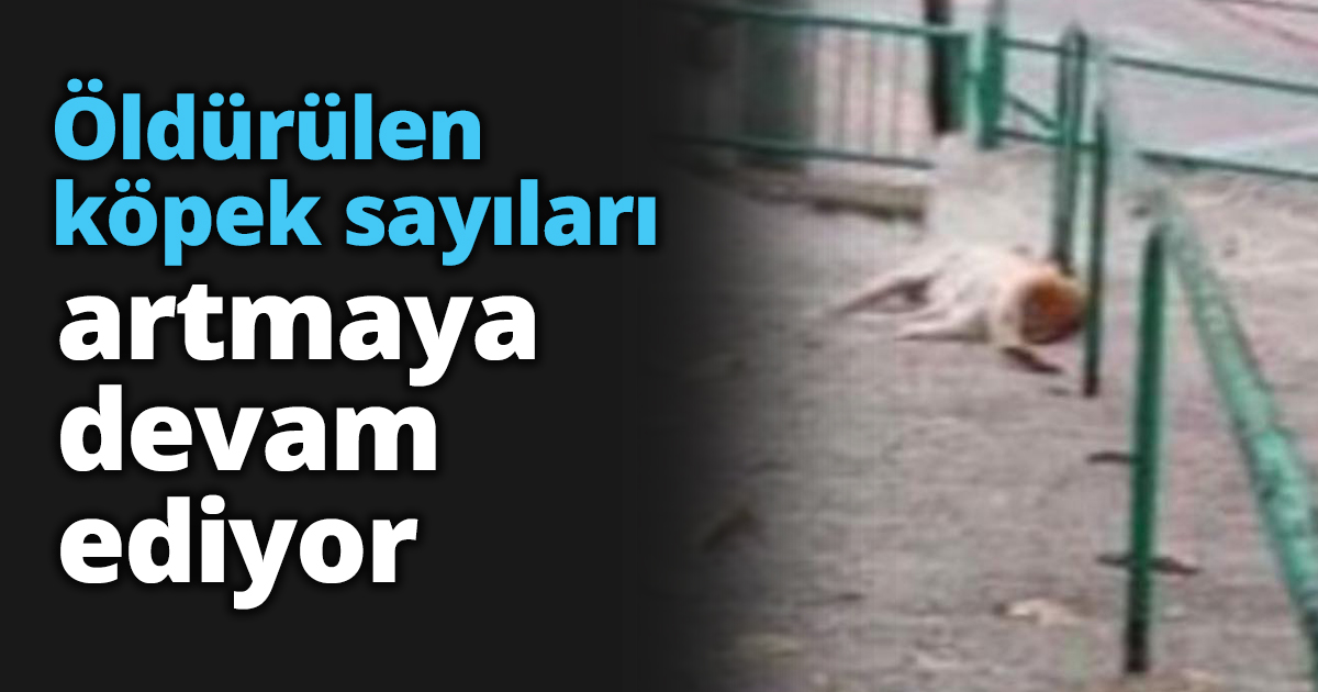Öldürülen köpek sayıları artmaya devam ediyor