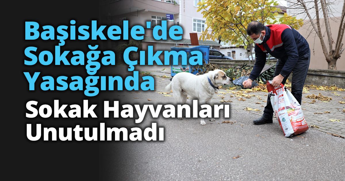 Başiskele'de Sokağa Çıkma Yasağında Sokak Hayvanları Unutulmadı