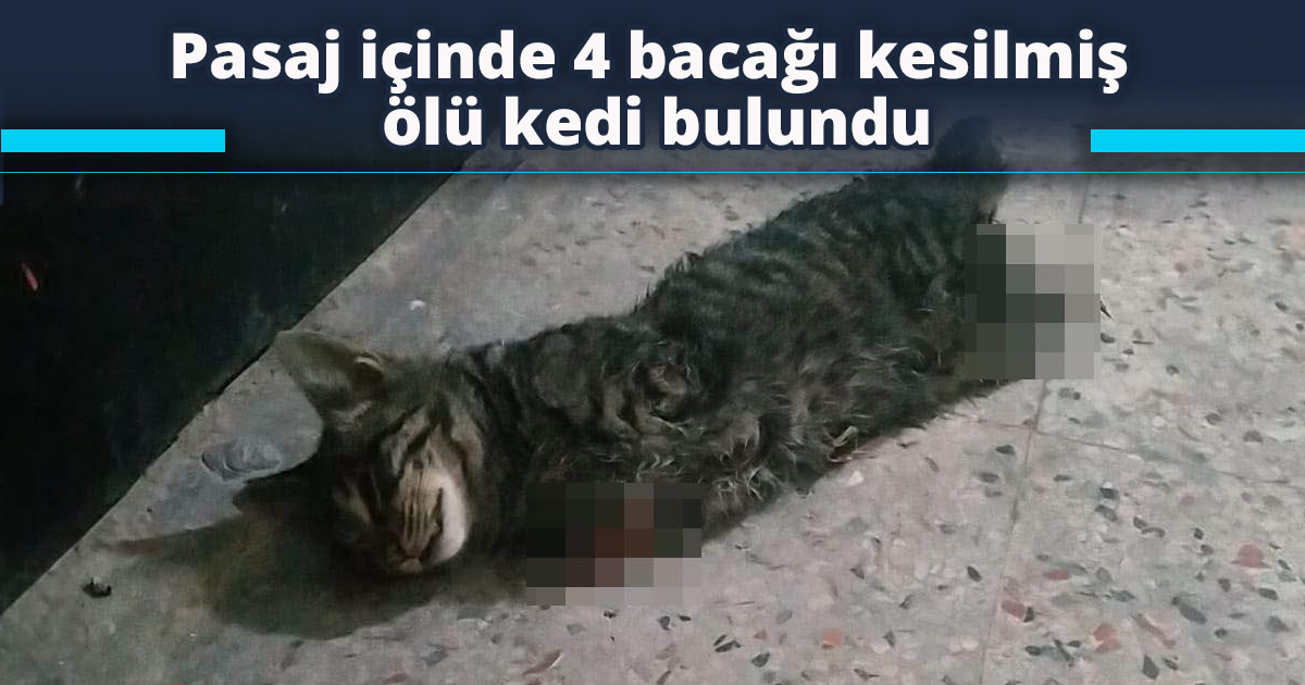 Pasaj içinde 4 bacağı kesilmiş ölü kedi bulundu