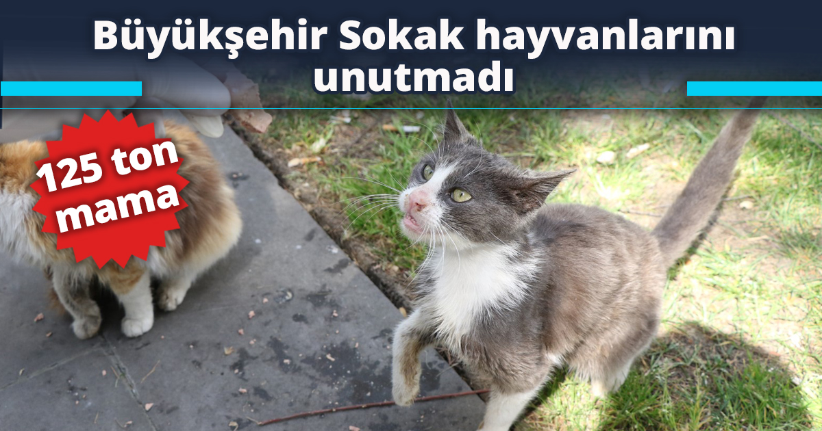 Büyükşehir Sokak hayvanlarını unutmadı