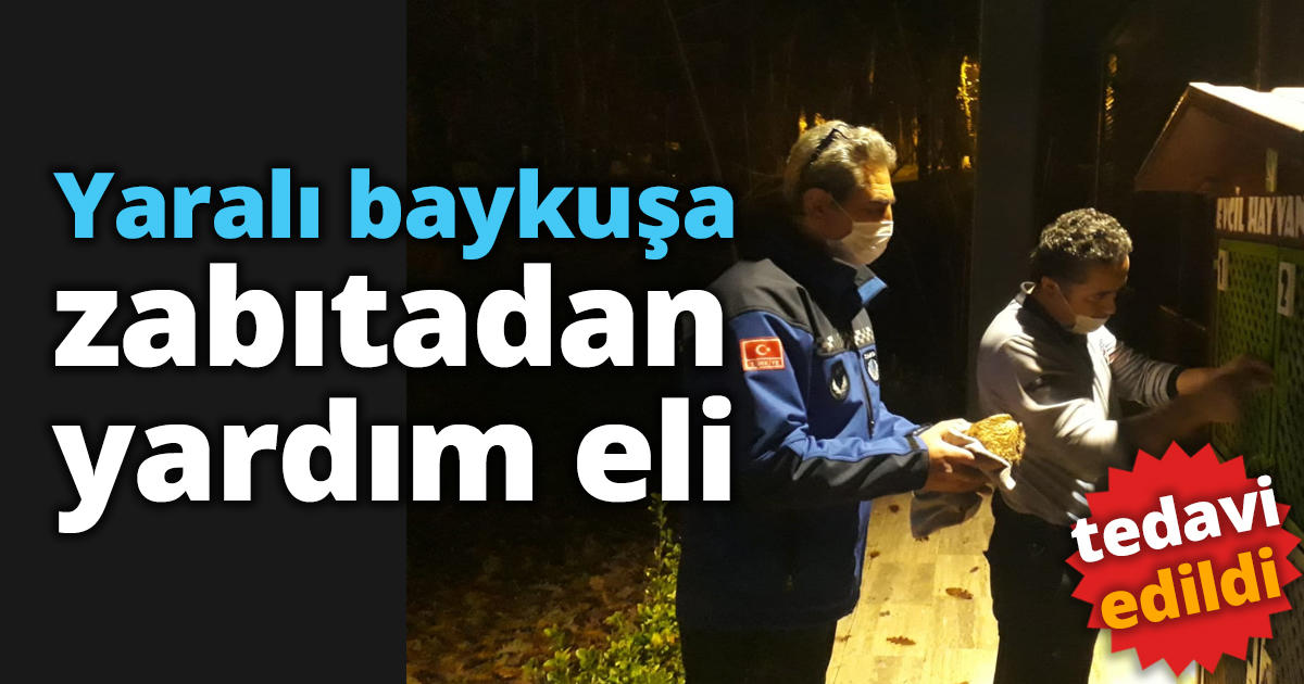 Yaralı baykuşa zabıtadan yardım eli