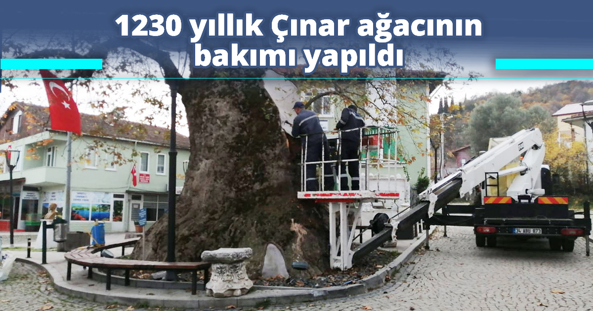1230 yıllık Çınar ağacının bakımı yapıldı